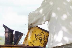 professional beekeeper in protective workwear inspecting honeycomb frame at apiary. beekeeper harvesting honey photo