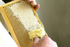 Uncapping honey cells with a fork. Professional beekeeper holds wooden frame with bee honeycomb in his hands, collects fresh yellow sweet honey with special tool. photo