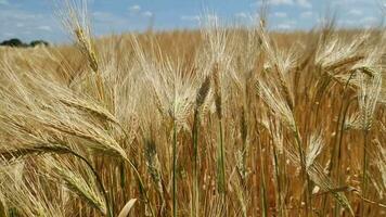 Visão sobre uma trigo campo dentro Boa clima dentro a norte do Alemanha. video