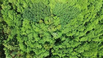 drone vue de une mixte forêt avec vert des arbres dans nord Allemagne. video