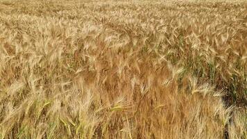 Visão sobre uma trigo campo dentro Boa clima dentro a norte do Alemanha. video