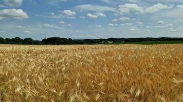 se över en vete fält i Bra väder i de norr av Tyskland. video