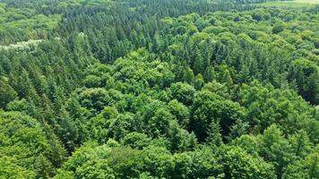 drone vue de une mixte forêt avec vert des arbres dans nord Allemagne. video