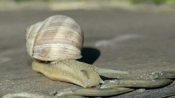 Closeup of a vineyard snail crawling in summer time on a wooden surface video