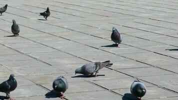 Pigeon sur une chaussée recherche nourriture video