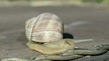 Nahansicht von ein Weinberg Schnecke kriechen im Sommer- Zeit auf ein hölzern Oberfläche video