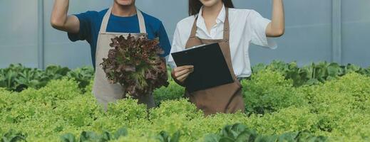 Asian young couple farmer in greenhouse hydroponic holding basket of vegetable. They are harvesting vegetables green salad. photo