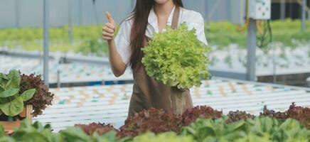 Asian young couple farmer in greenhouse hydroponic holding basket of vegetable. They are harvesting vegetables green salad. photo