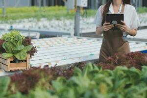 Asian young couple farmer in greenhouse hydroponic holding basket of vegetable. They are harvesting vegetables green salad. photo