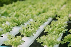 granjero hombre y mujer utilizando ordenador portátil examinando calidad a vegetal hidropónico a invernadero. concepto de vegetales salud alimento. inteligente granja utilizando tecnología creciente negocio hidro producir. foto