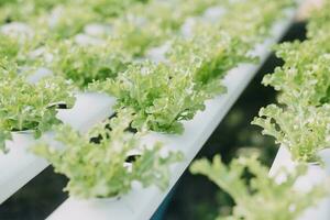 granjero hombre y mujer utilizando ordenador portátil examinando calidad a vegetal hidropónico a invernadero. concepto de vegetales salud alimento. inteligente granja utilizando tecnología creciente negocio hidro producir. foto