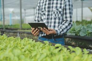 Organic farm ,Worker testing and collect environment data from bok choy organic vegetable at greenhouse farm garden. photo