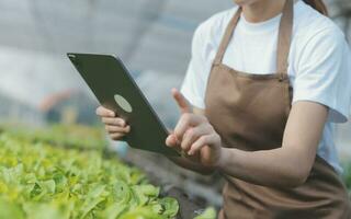 Organic farm ,Worker testing and collect environment data from bok choy organic vegetable at greenhouse farm garden. photo