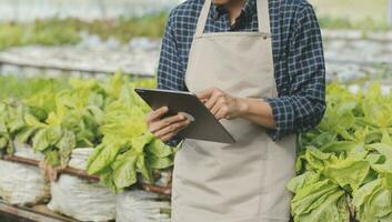 woman in the hydroponic vegetable farm grows wholesale hydroponic vegetables in restaurants and supermarkets, organic vegetables. new generations growing vegetables in hydroponics concept photo