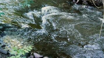 ein schnell Strom von ein Berg Fluss Das fließt im ein bewaldet Bereich. video