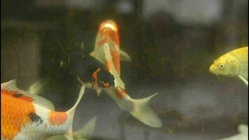 fisk i en damm med mossa svart bakgrund video