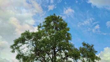 groen eucalyptus boom en bewolkt blauw lucht in achtergrond filmmateriaal. video