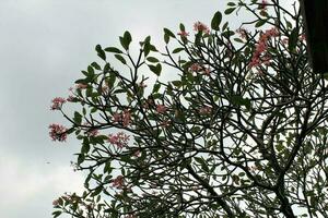 frangipani trees against a clear sky background photo