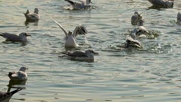 rebaño de gaviotas flotante en agua imágenes. video