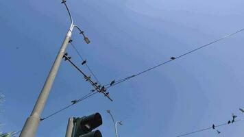 selvaggio Piccione uccelli volante arroccato su elettrico polo fili filmato. video