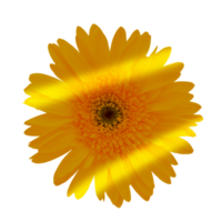 geel bloem PNG