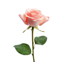 Beautiful pink rose on transparent background. AI Generated png