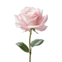 lindo Rosa rosa em transparente fundo. ai gerado png