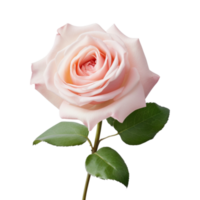 Beautiful pink rose on transparent background. AI Generated png