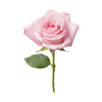 Beautiful pink rose on transparent background. AI Generated png