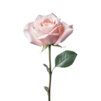 Beautiful pink rose on transparent background. AI Generated png