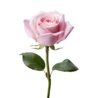hermosa rosado Rosa en transparente antecedentes. ai generado png