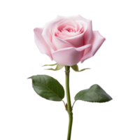 Beautiful pink rose on transparent background. AI Generated png