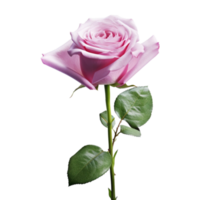 magnifique rose Rose sur transparent Contexte. ai généré png