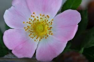 Fresco Rosa cadera en un de madera superficie. foto