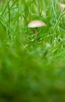 Small mushroom in the green grass photo