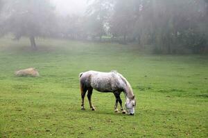 Horse in the mountains photo