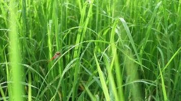 Green rice in the rainy season video