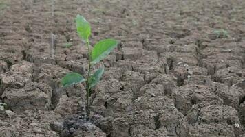 Trees are planted in dry land, the soil is cracked, and the rift is watered. video