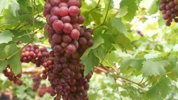 Red grapes in an organic vineyard video