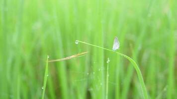 groen rijst- in de regenachtig seizoen video