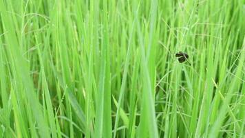 Green rice in the rainy season video