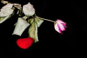 Dehydrated flower  and red plush heart on a black surface. photo