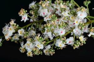 Horse chestnut flowers on a black surface. photo