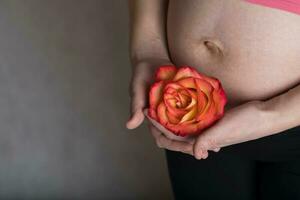 Young pregnant woman keeps natural rose blossom close to her belly. photo