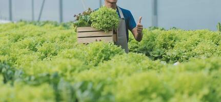 Asian young couple farmer in greenhouse hydroponic holding basket of vegetable. They are harvesting vegetables green salad. photo