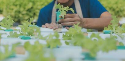 asiático joven Pareja granjero en invernadero hidropónico participación cesta de vegetal. ellos son cosecha vegetales verde ensalada. foto