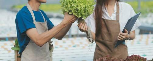 Asian young couple farmer in greenhouse hydroponic holding basket of vegetable. They are harvesting vegetables green salad. photo