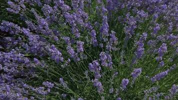 blühen Lavendel Feld im sonnig Wetter. schleppend Bewegung video