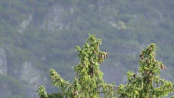 hoog Spar boom met berg achtergrond video