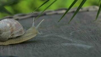 Nahansicht von ein Weinberg Schnecke kriechen im Sommer- Zeit auf ein hölzern Oberfläche video